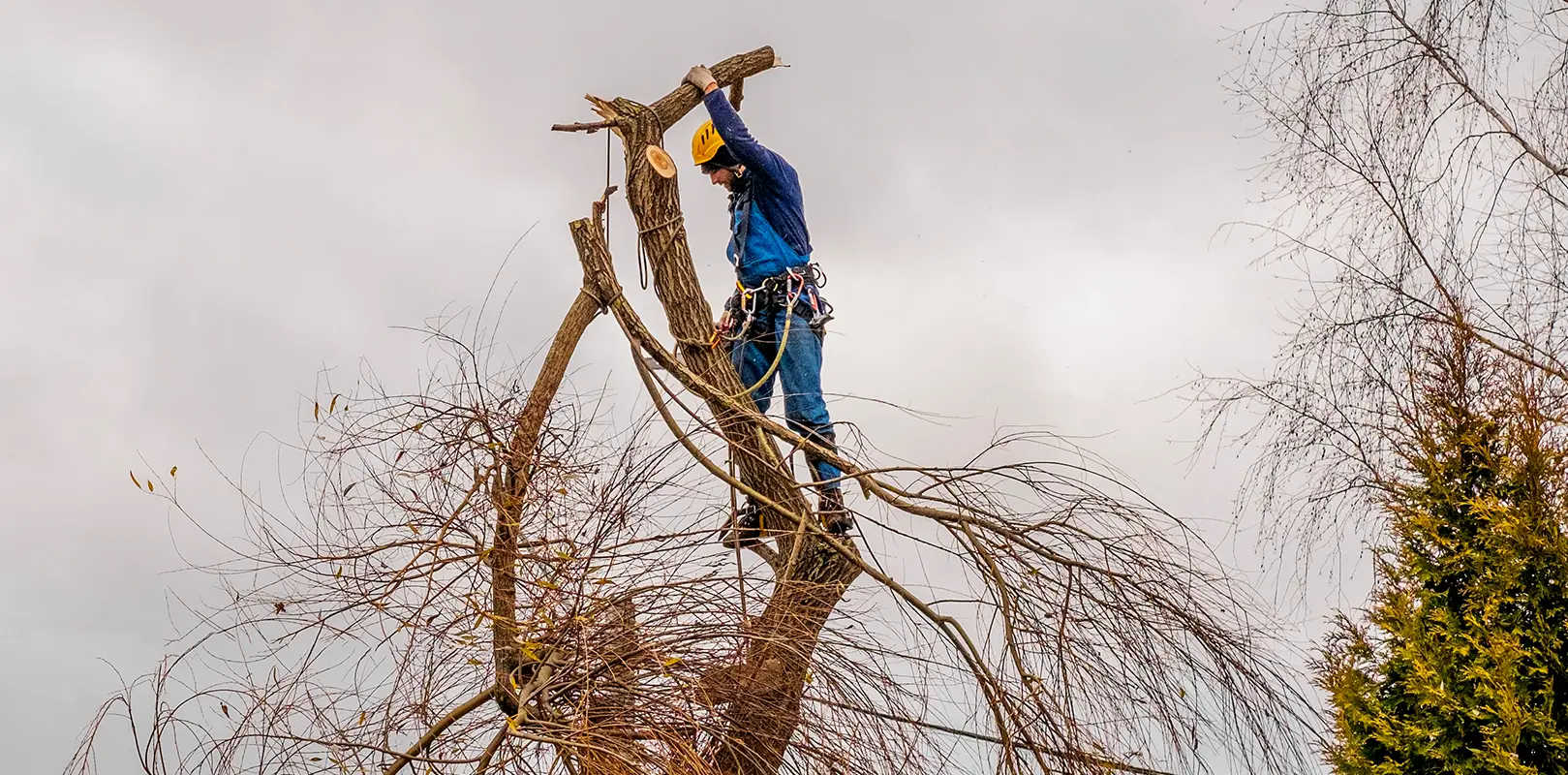 Seasonal Pruning Plans